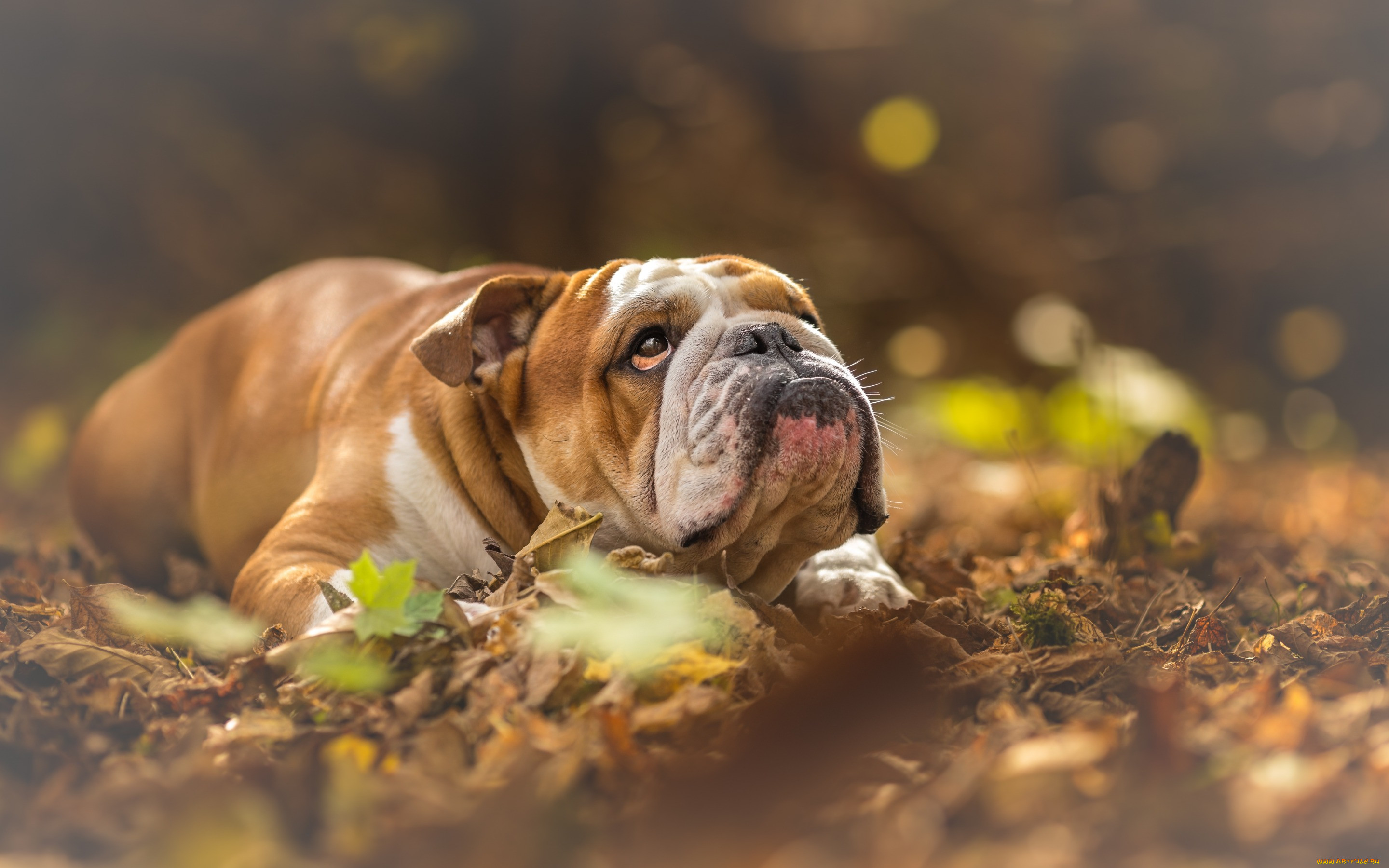  , , , brown, dog, , , english, bulldog, pets, bulldogs, yellow, dry, leaves, 